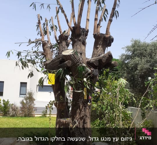 עץ גזום עם ענפים חתוכים בצורה מסודרת